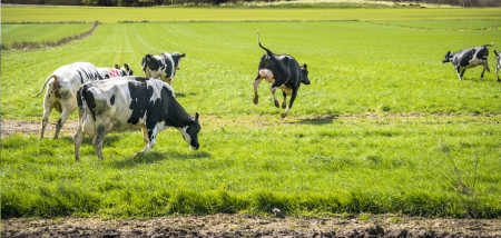 voorjaar lente gras grasland melkveebedrijf koeien weidegang koeiendans