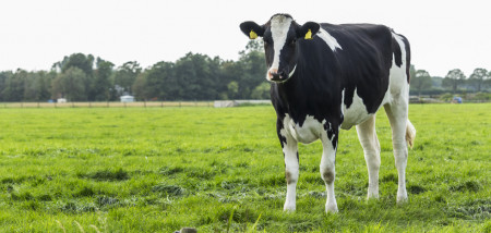 gras grasland melkveebedrijf koeien weidegang jongvee grazen