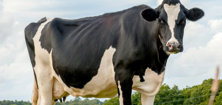 melkveebedrijf koeien