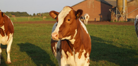 melkveebedrijf koeien weidegang jongvee