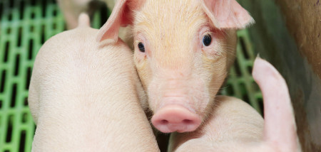 Britse varkensstapel op hoogste niveau sinds 2003