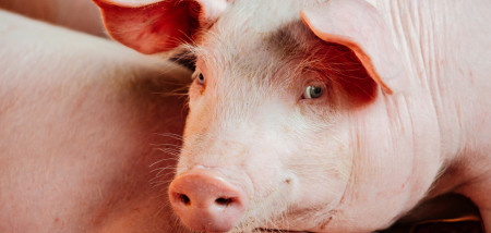Deense varkensprijs op weg naar prijsniveau Spanje