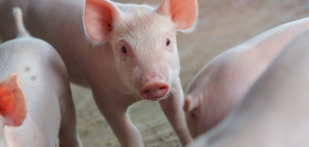 élevage porcin porcelets porcs - agriculture