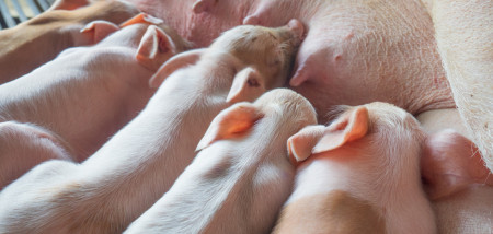 varkenshouderij biggen varkens - agri