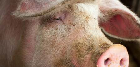 'Europese varkensproductie groeit ook in 2022 verder'