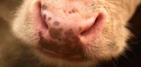 melkveebedrijf koeien