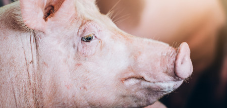 Duitse varkensprijs komt weer in beweging