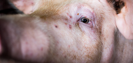 Spaanse varkensprijs zakt verder weg