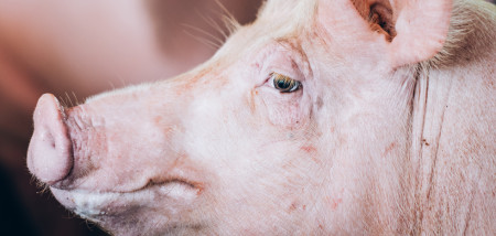 Met AVP besmet bedrijf houdt varkens op 4 locaties