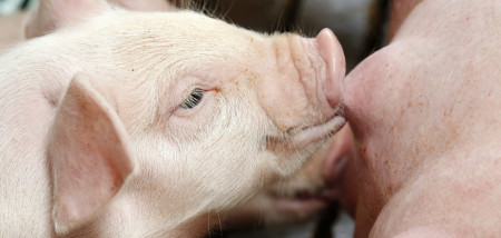 varkenshouderij biggen varkens - agri