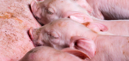 élevage porcin porcelets porcs - agriculture
