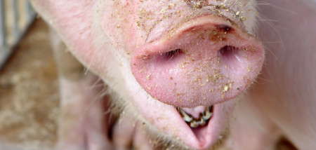 élevage porcin porcs - agriculture