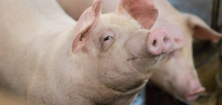 Nederlandse varkensstapel daalt met ruim 2 procent