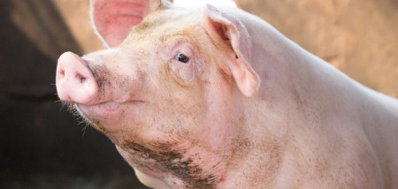 Ruim duizend stoppers in Duitse varkenshouderij  