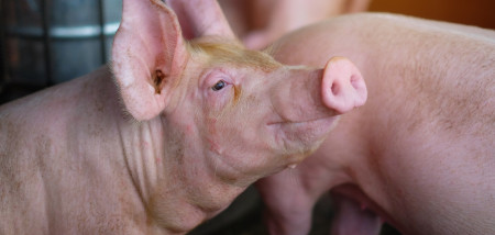 Uitbraak van Afrikaanse varkenspest in Thailand?