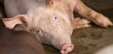 Filipijnse producent richt zich op klein varkensbedrijf