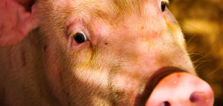 varkenshouderij biggen varkens - agri