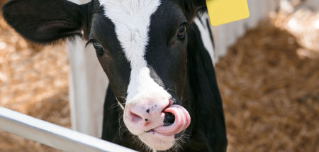 melkveebedrijf koeien kalf