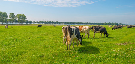 melkveebedrijf koeien weidegang