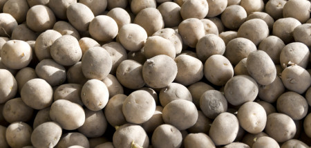 aardappelen pootgoed akkerbouw poten