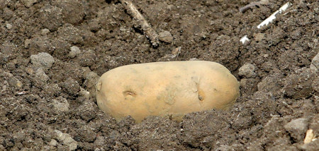 aardappelen pootgoed akkerbouw aardappelen poten