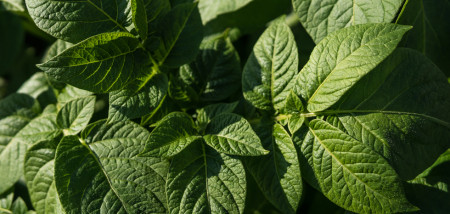 aardappelen akkerbouw aardappelperceel