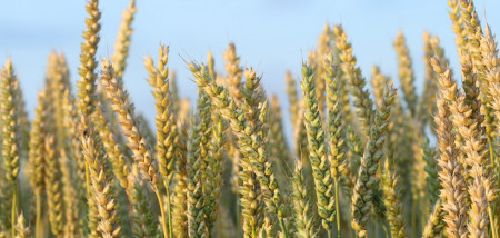 akkerbouw graan tarwe graanveld graankorrels