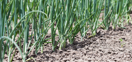 akkerbouw uien uienareaal uienveld