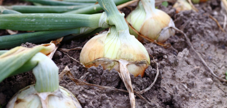 akkerbouw uien uienareaal uienveld