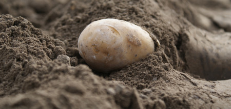 aardappelen pootgoed akkerbouw voorjaar lente aardappelen poten