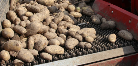 aardappelen akkerbouw aardappeloogst