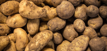 aardappelen akkerbouw