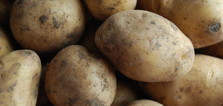 aardappelen akkerbouw