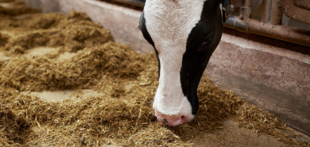 aliments pour bétail alimentation laitière ferme vaches