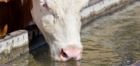 melkveebedrijf koeien sloot