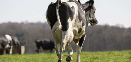 melkveebedrijf koeien weidegang