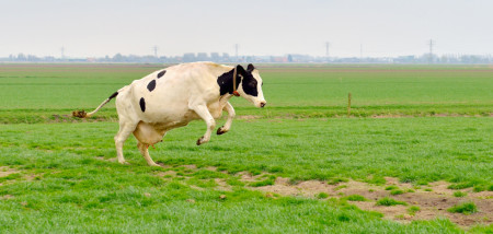 melkveebedrijf koeien weidegang koeiendans