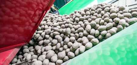 aardappelen akkerbouw