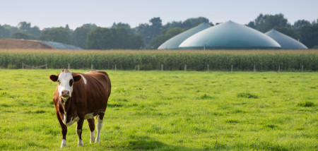 melkveebedrijf mest biobrandstof vergister