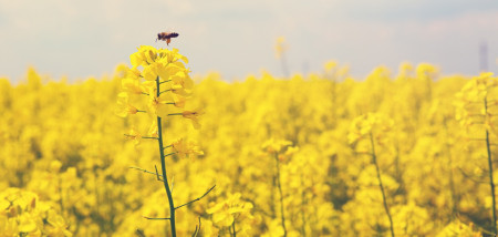 koolzaad Neonics bijen