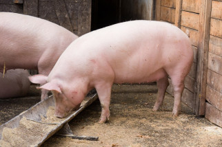 Afrikaanse varkenspest strop voor Hongaarse export