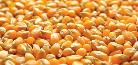 Minder maïs beschikbaar, vraag blijft sterk