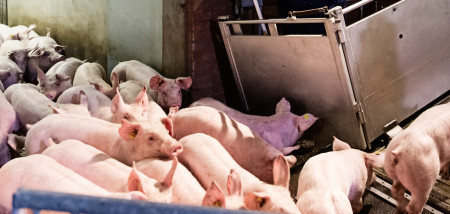 transport veevervoer varkens - agri