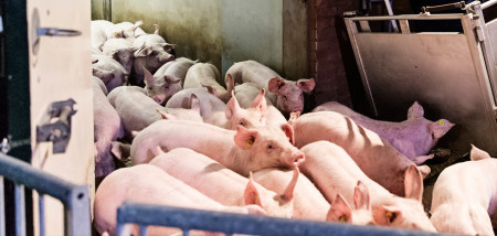 D66 wil helft minder varkens in Nederland