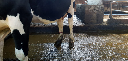 melkveebedrijf koeien koeienstal mest