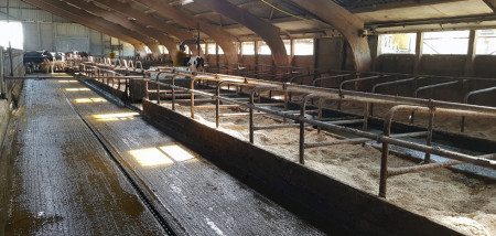 melkveebedrijf koeien koeienstal mest ligboxen