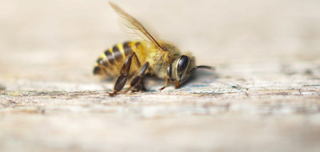 bijen bij bijensterfte