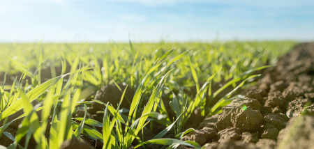 akkerbouw tarweveld tarwe - agri