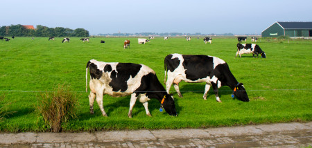 grasland melkveebedrijf koeien weidegang grazen