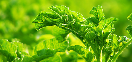 aardappelen akkerbouw aardappelperceel